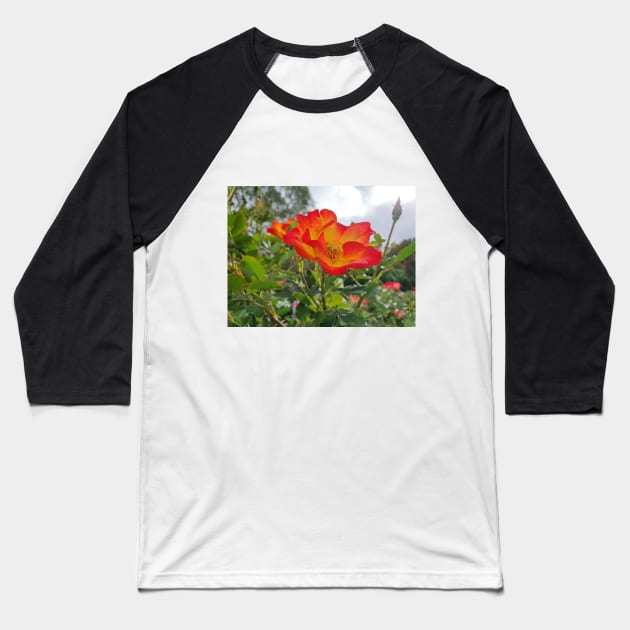 Red and yellow rose Baseball T-Shirt by claire-l-page